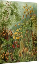 Muscinae, Ernst Haeckel - Foto op Plexiglas - 30 x 40 cm