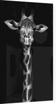 Giraffe op zwarte achtergrond - Foto op Plexiglas - 40 x 60 cm