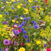 MRS Seeds & Mixtures Snijbloemenmengsel eenjarig - 32 Plukbloemensoorten - Groeihoogte: 20-90 cm - Zeer kleurrijk - Creëer zomerse boeketten