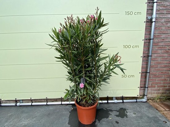 Roze Oleander - Nerium Oleander 60-80 cm