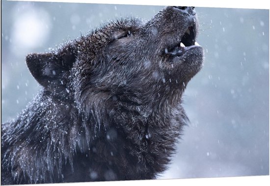 Dibond - Huilende Wolf in de Regen - 150x100cm Foto op Aluminium (Wanddecoratie van metaal)