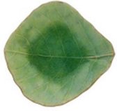 Costa Nova Riviera - vaisselle - dip bowl leaf - vert clair - faïence - set de 6 - H 2.9 cm