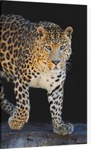 Jagende Jaguar op zwarte achtergrond - Foto op Canvas - 100 x 150 cm
