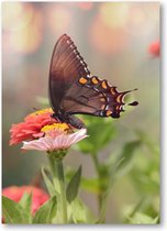 Kleine zwarte satyrium vlinder op een roze bloem - 50x70 Dibond voor Binnen én Buiten - Dieren - Natuur - Bloemen