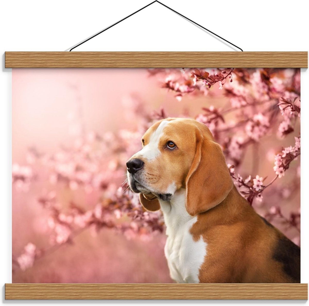 Schoolplaat – Beagle turend voor Bloesemboom - 40x30cm Foto op Textielposter (Wanddecorati