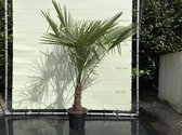 Palmboom - Trachycarpus Fortunei