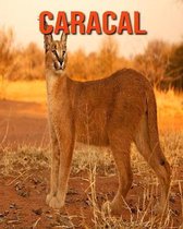 Caracal