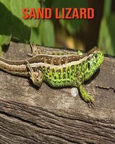 Sand Lizard