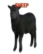 Sheep