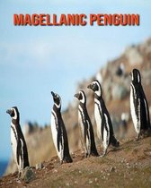 Magellanic Penguin