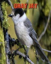 Gray Jay