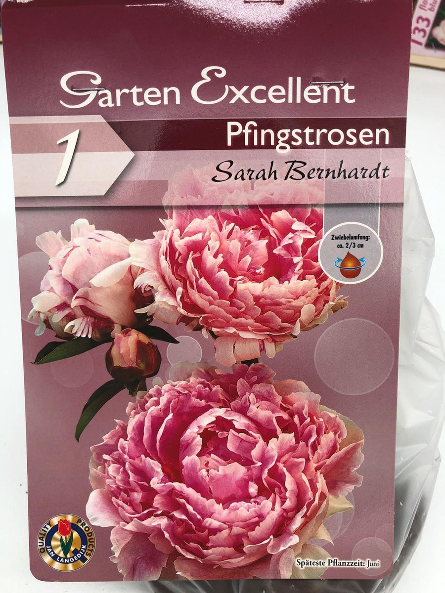 1 X PIOENROOS SARAH BERNHARDT (licht roze)