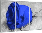 Glasschilderij Roos - Blauw, Grijs, Wit - 120x80cm 3Luik - Foto Op Glas - Geen Acrylglas Schilderij - GroepArt 6000+ Glas Art Collectie - Maatwerk Mogelijk