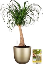 Pokon Powerplanten Beaucarnea 80 cm ↕ - Kamerplanten - in Pot (Mica Tusca, Goud) - Olifantspoot Plant - met Plantenvoeding / Vochtmeter