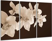 GroepArt - Schilderij -  Orchidee - Sepia, Bruin - 120x80cm 3Luik - 6000+ Schilderijen 0p Canvas Art Collectie
