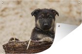 Muurdecoratie Duitse herder pup in mand - 180x120 cm - Tuinposter - Tuindoek - Buitenposter