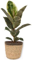 Kamerplant Ficus Tineke - ± 70cm hoog – 19cm diameter - luchtzuiverend - in siermand met zwarte rand