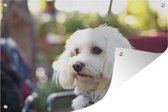 Tuinposter - Tuindoek - Tuinposters buiten - Schattige Maltezer hond - 120x80 cm - Tuin