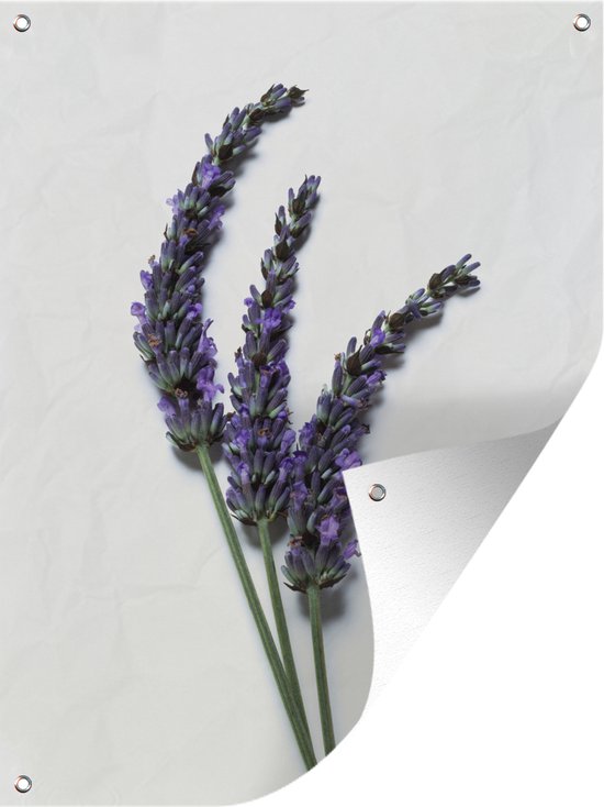 Tuinschilderij Close-up van drie takken lavendel tegen een witte achtergrond - 60x80 cm - Tuinposter