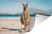 Kangourou sur la plage Affiche de jardin Australie 200x100 cm - Toile de jardin / Toile d'extérieur / Peintures d'extérieur (décoration de jardin) XXL / Groot format!