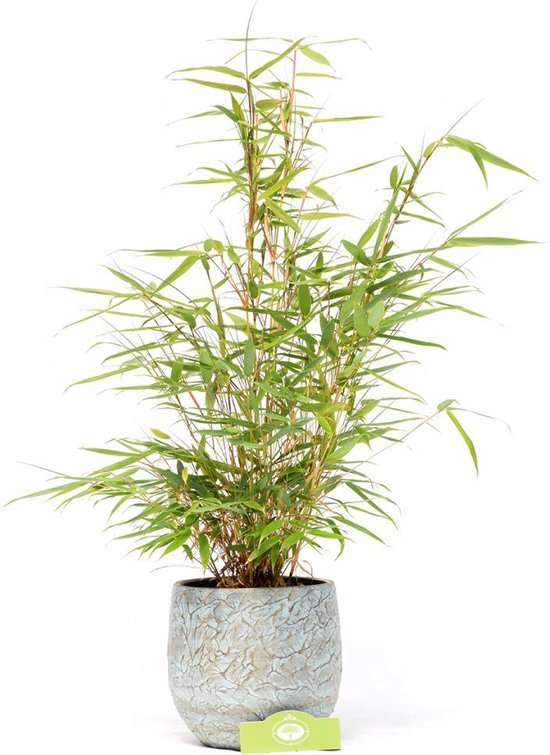 huurder Microbe Dor Fargesia robusta bamboe bamboo, vaste plant voor tuin terras en balkon. |  bol.com