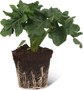 We Love Plants - Philodendron Selloum Atom - 30 cm hoog - Kleine Kamerplant