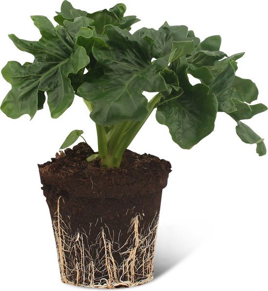 Parelachtig Verminderen operatie We Love Plants - Philodendron Selloum Atom - 30 cm hoog - Kleine Kamerplant  | bol.com