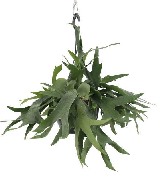 We Love Plants - Platycerium Hertshoorn - 50 cm lang - Hangplant
