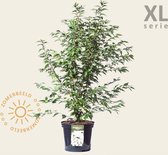 Prunus nipponica 'Brilljant' 80/100 - XL