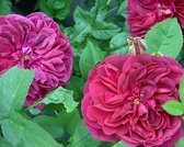 Rosa 'Darcey Bussel'
