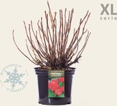 Hydrangea macrophylla 'Rood' - XL