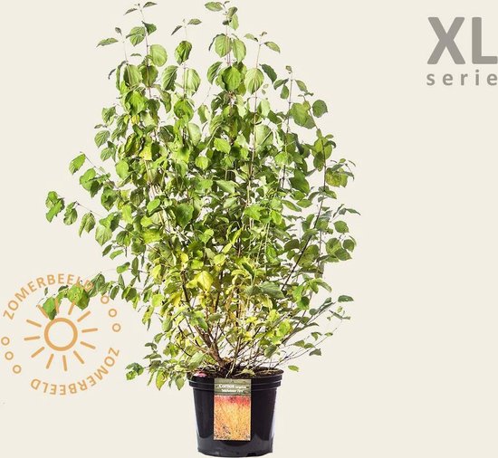 Cornus sanguinea 'Midwinter Fire' - XL