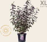 Physocarpus opulifolius 'Lady in Red' - XL