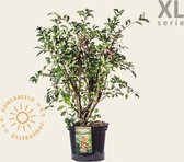 Euonymus phellomanus - XL