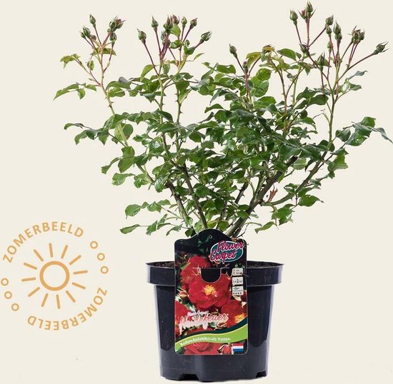 Rosa Flower Carpet 'Heidefeuer' bol