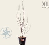 Acer palmatum 'Bloodgood' 100/125 - XL