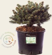 Picea pungens 'Glauca Globosa'