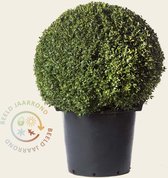 Buxus bol 60 cm