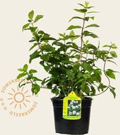 Hydrangea paniculata 'Darts Little Dot'