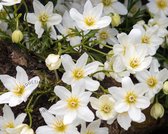 Clematis x cartmanii 'Avalanche'