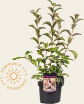 Viburnum bodnantense 'Dawn'