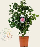 Camellia japonica 'Bonomiana'