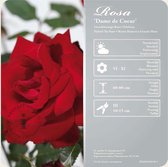 Rosa 'Dame de Coeur' - 060 cm stam