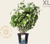 Hydrangea arborescens ´Incrediball´ - XL