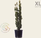 Taxus baccata 'David' 80/90 - in pot - XL