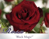 Rosa 'Black Magic'