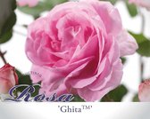 Rosa 'Ghita'