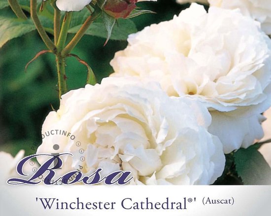 Rosa 'Winchester Cathedral' - 090 cm stam