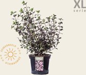 Weigela florida 'Foliis Purpureis' - XL