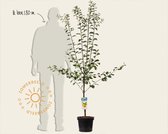 Prunus domestica 'Mirabelle de Nancy' - laagstam
